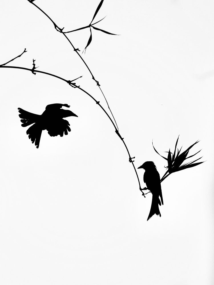 Фотография автора BIPLAB MISRA