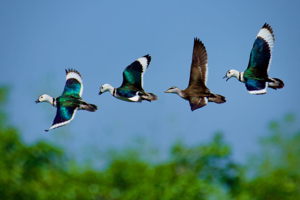 Live like a free bird