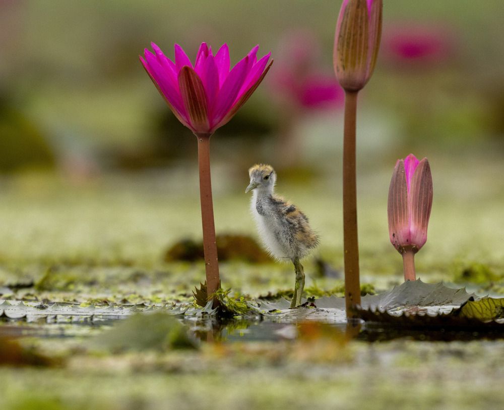 Photograph by Souvik kundu