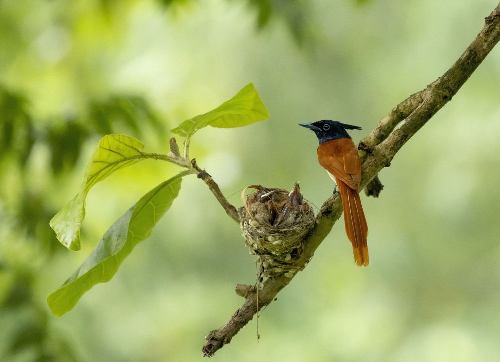 Photograph by Souvik kundu