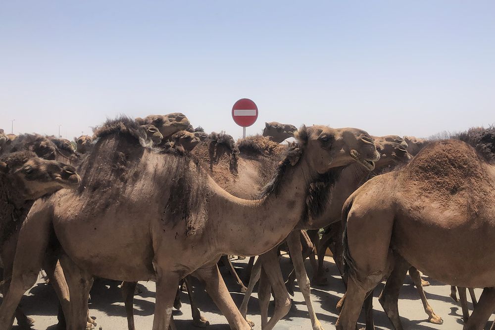 Photograph by Amir Masoud Arabshahi