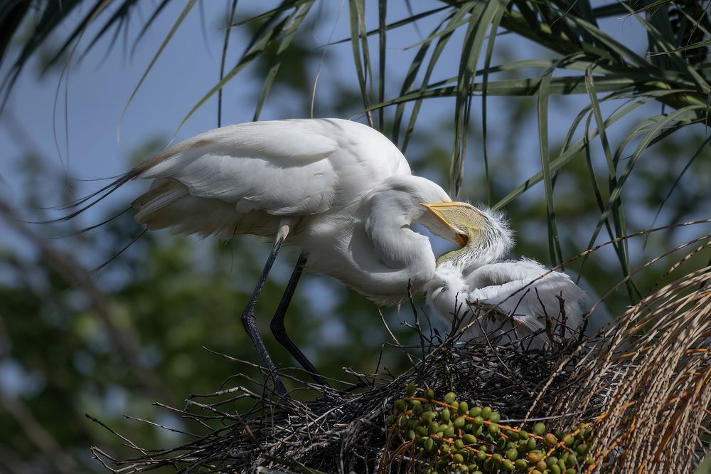 Photograph by Danny Zelener