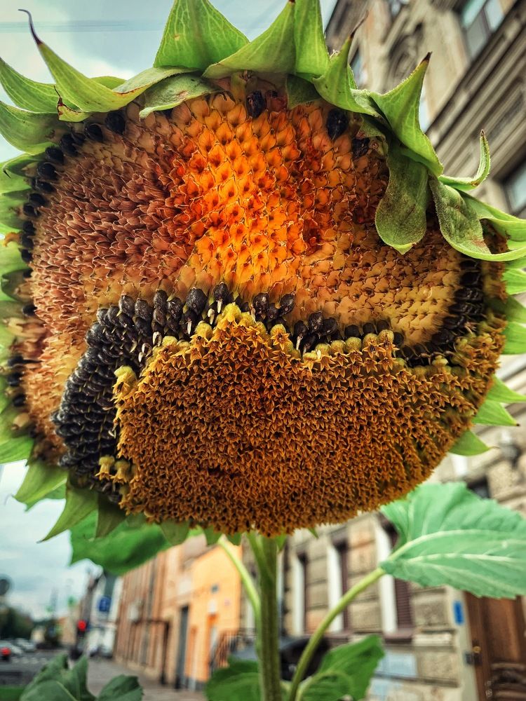 Photograph by Дайана