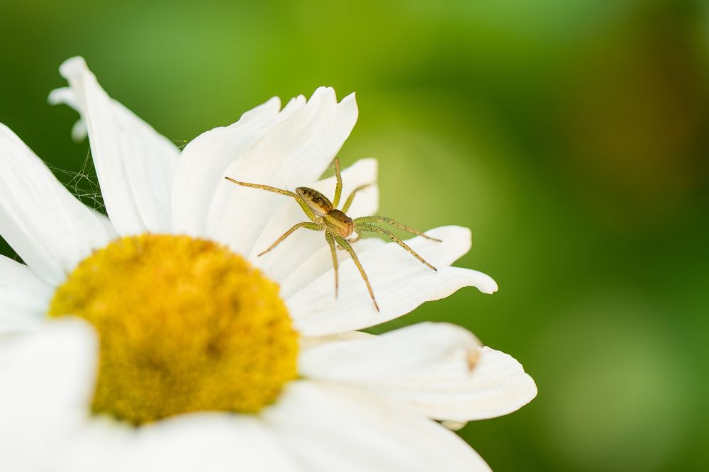 Фотография автора Елена Ельшина