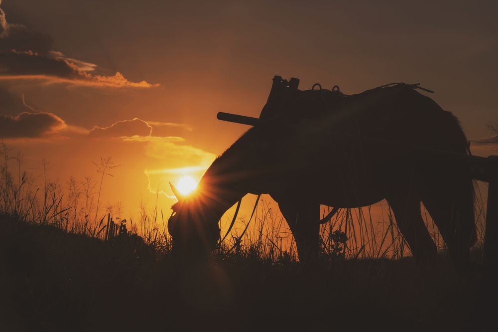 Photograph by Raúl Navarro González