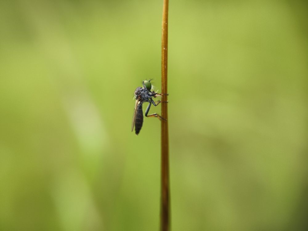 Baby Robberfly ( Asilidae)