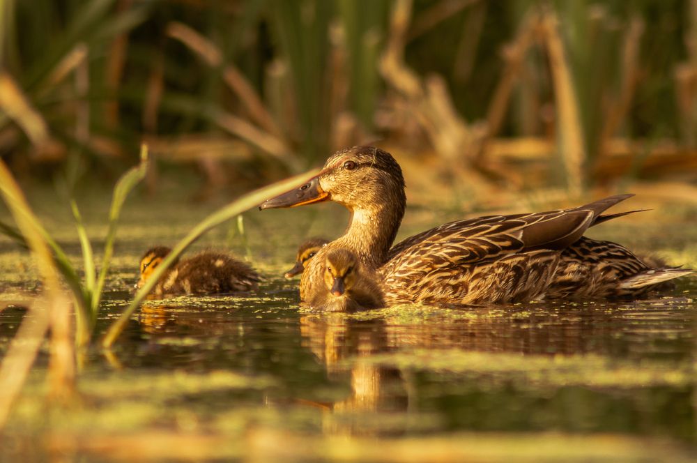Photograph by Евгений Калагаев