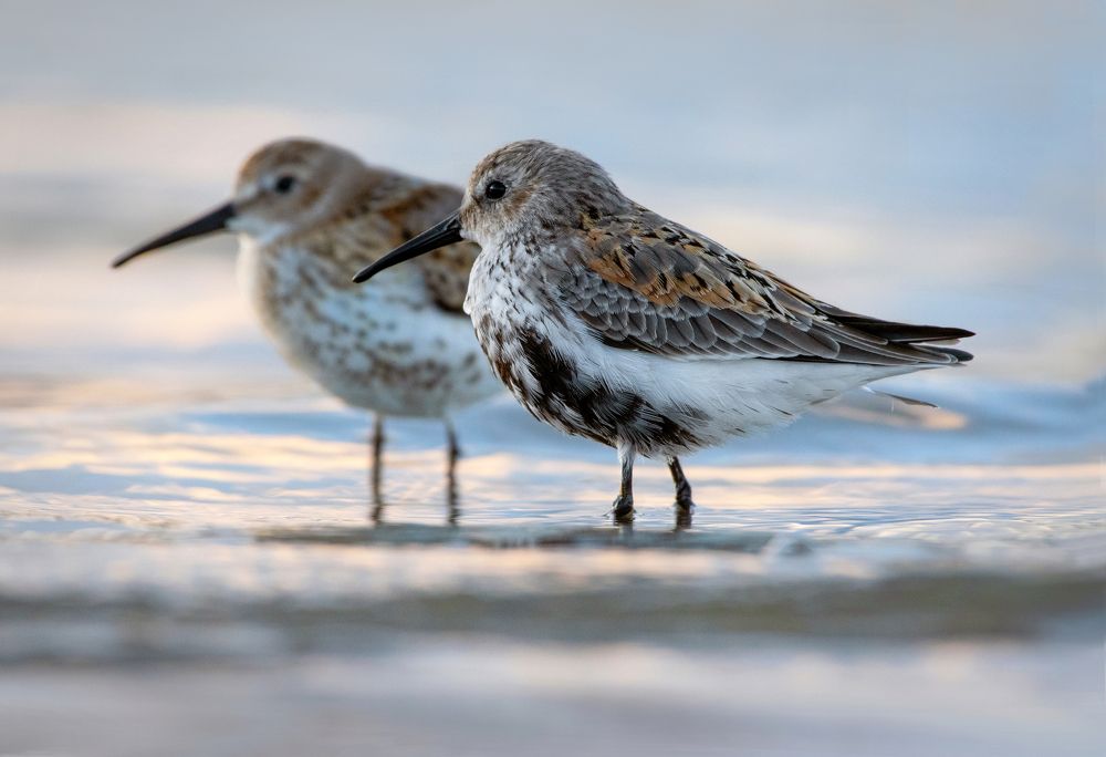 Photograph by Александр Перегудов