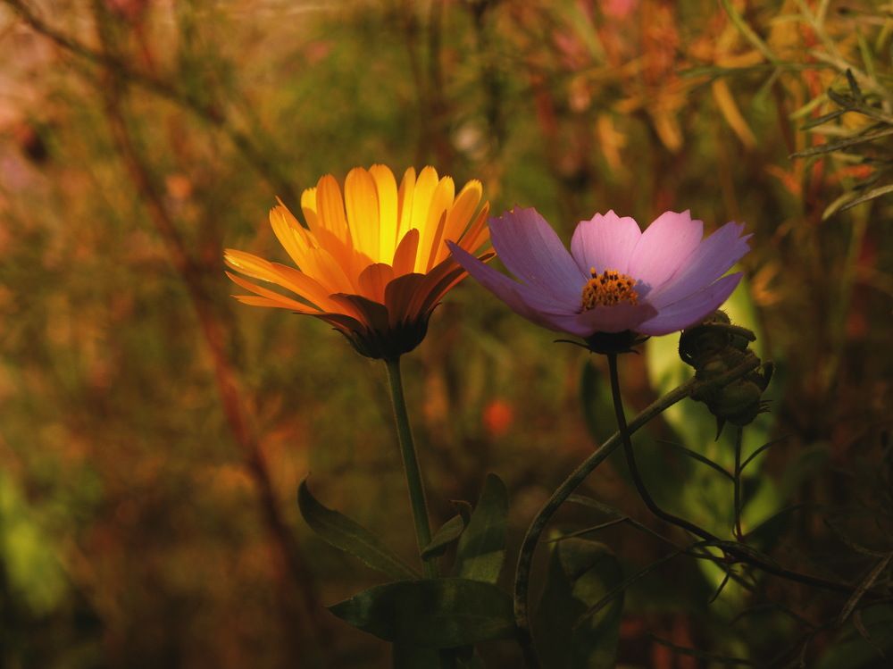 Цветы последние милей...