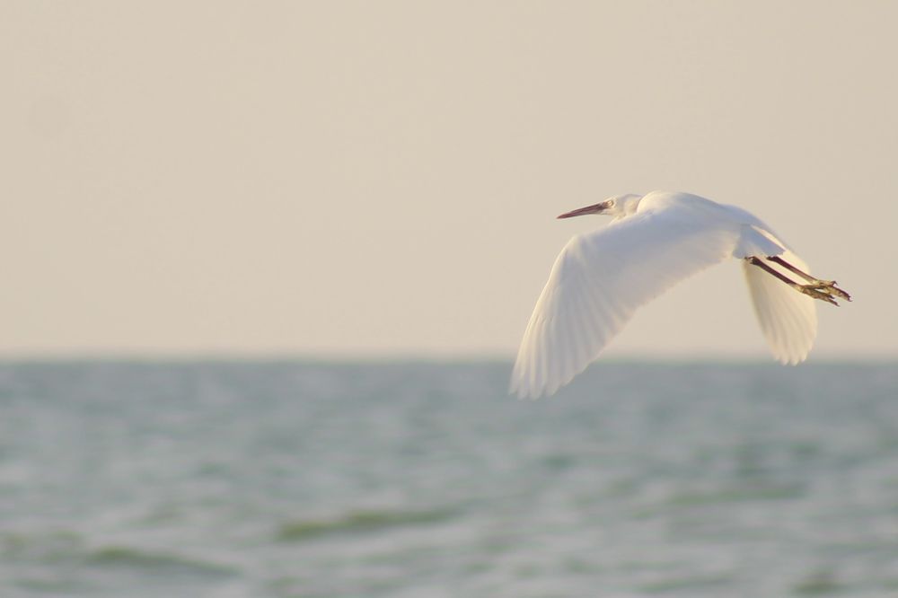 Photograph by Waleed Yousuf Alwahaibi