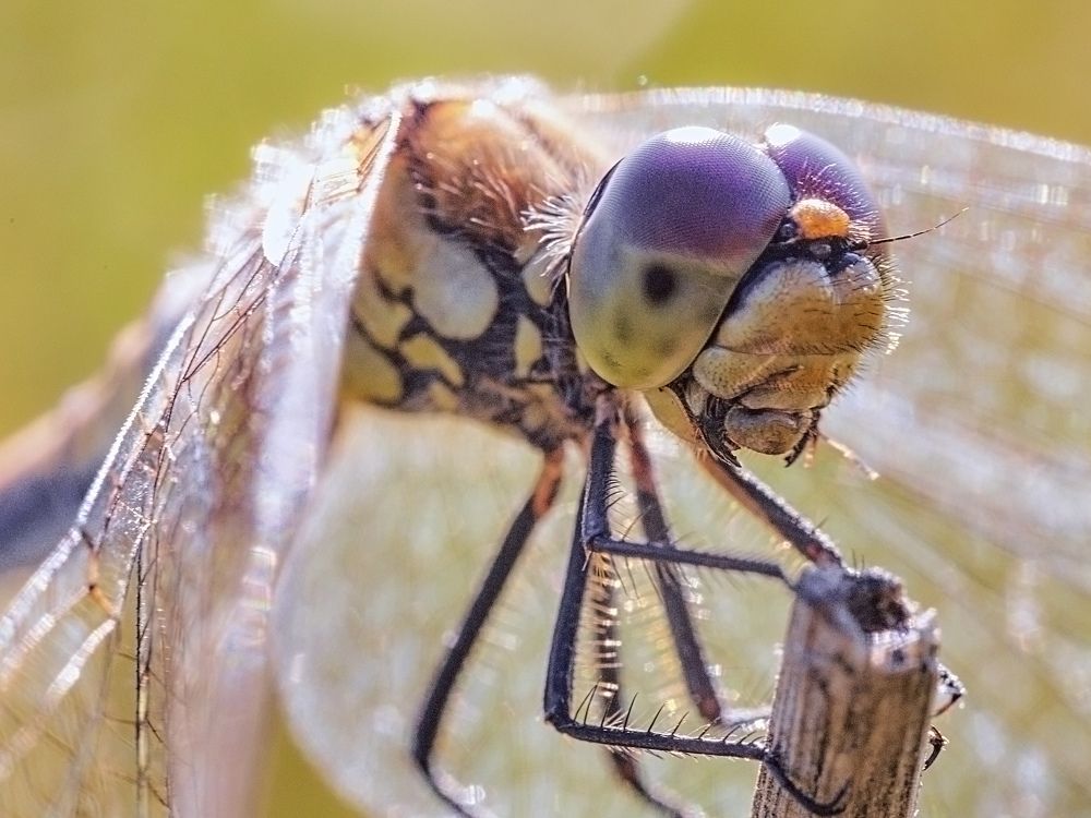 Photograph by Игорь Зиновьев