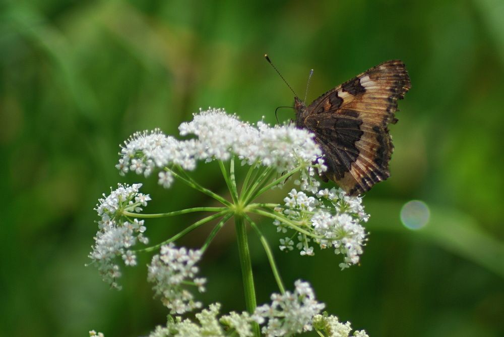 Photograph by Сергей Седов