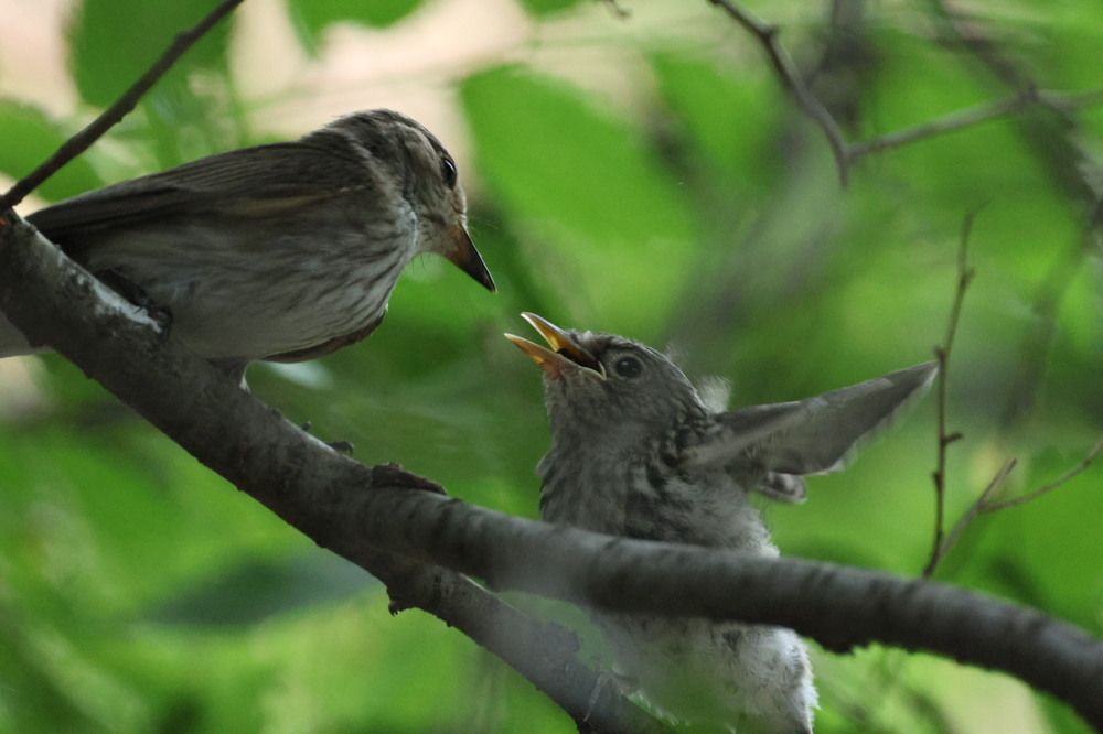 Photograph by Chris Brain