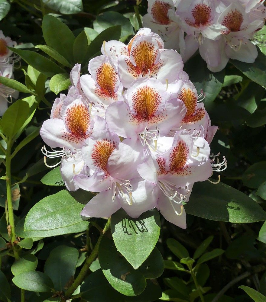 Краски лета