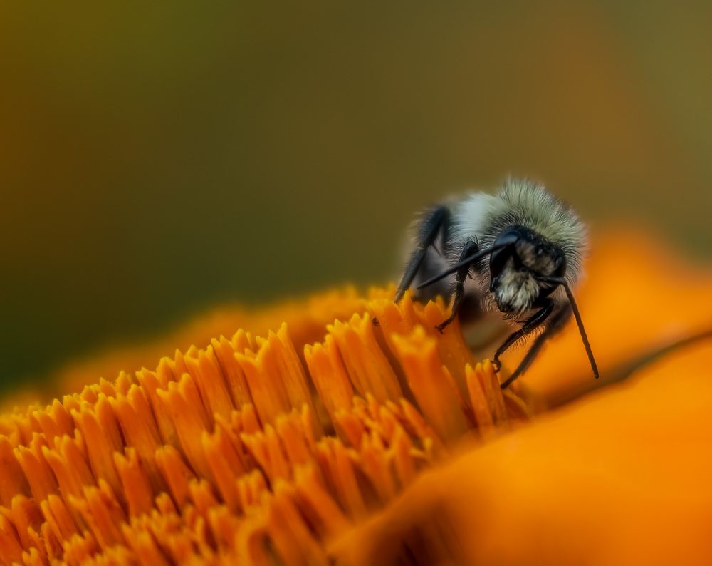 Photograph by Irina Luidinshina