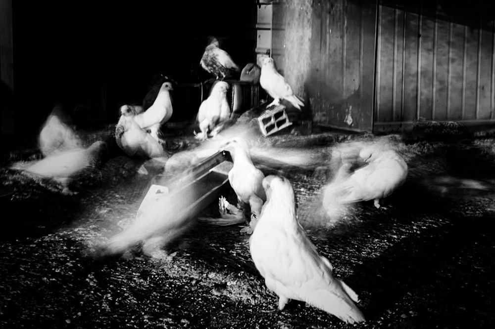 Photograph by amir ali navadeh shahla