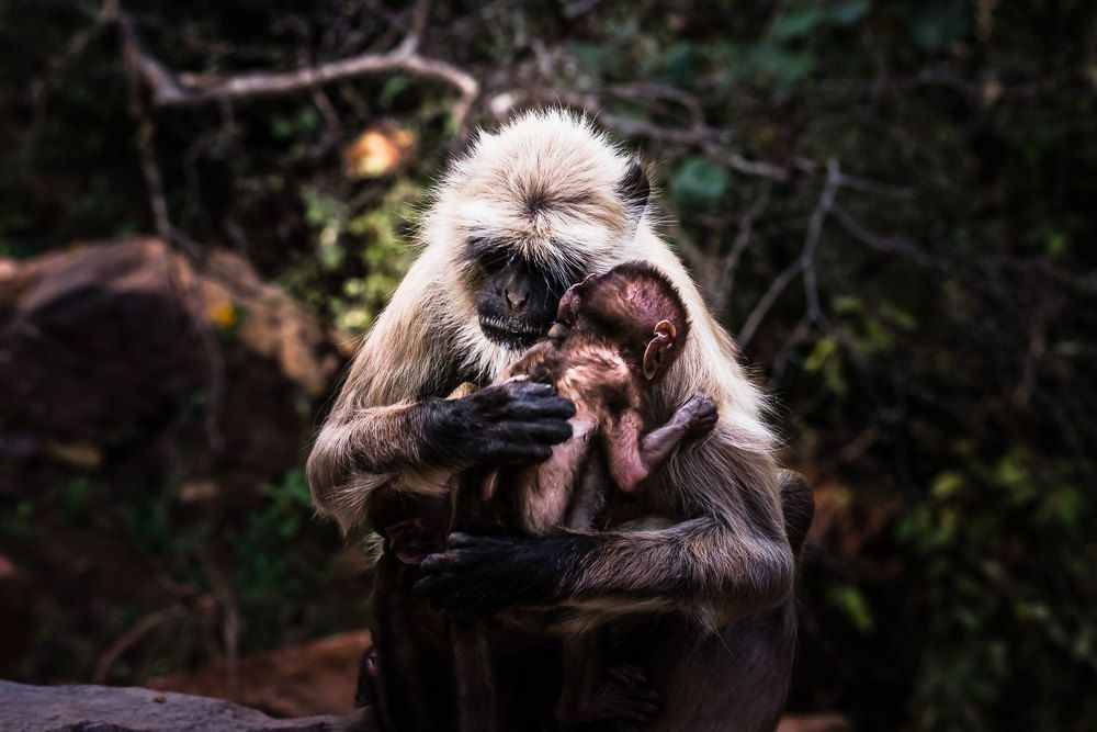 Photograph by Swapan Banik