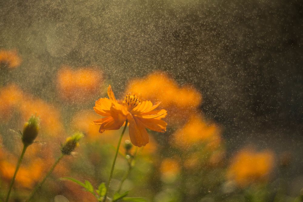 Photograph by Наталья Лещинская