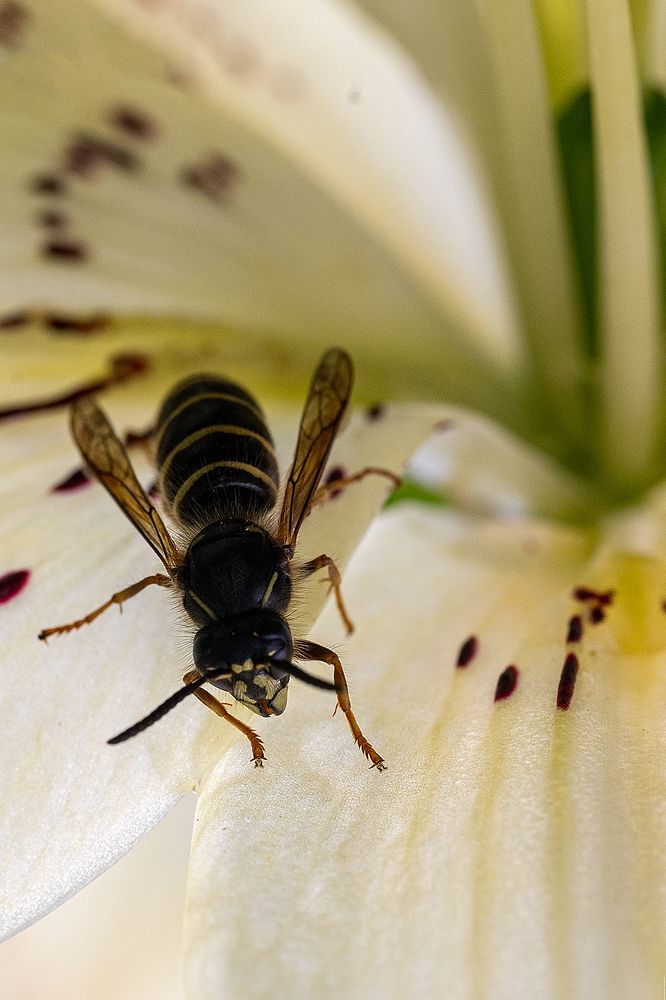 Summer insects in my Finnish garden