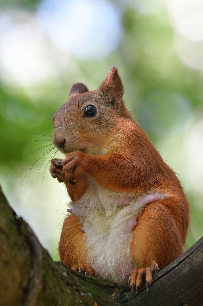 Photograph by Корнейчук Игорь