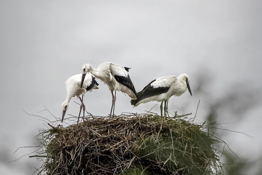 Photograph by Лора