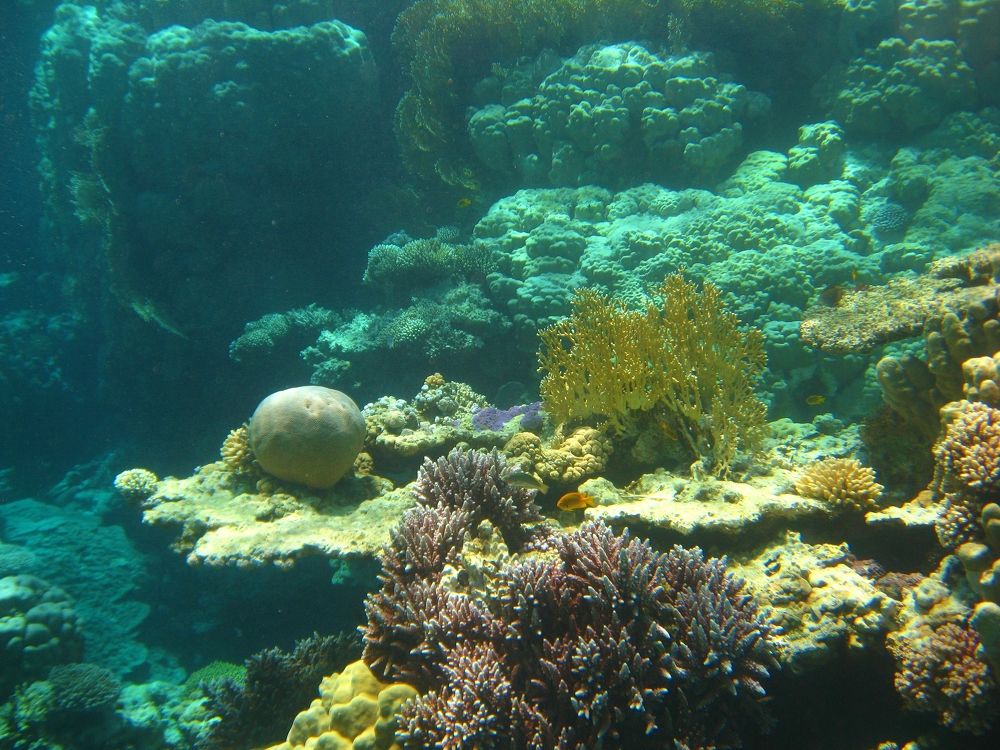 Подводный натюрморт.