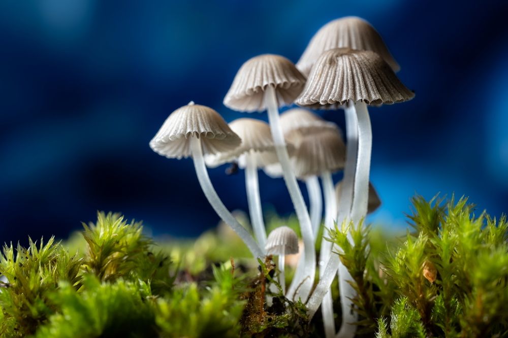 Photograph by Николай Фонарёв