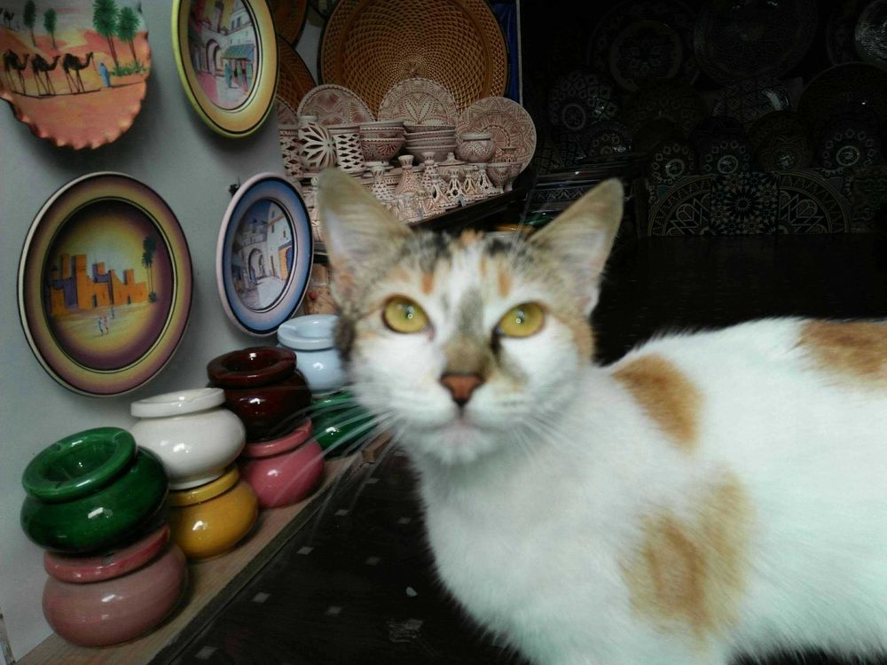 Beautiful cat looking at camera