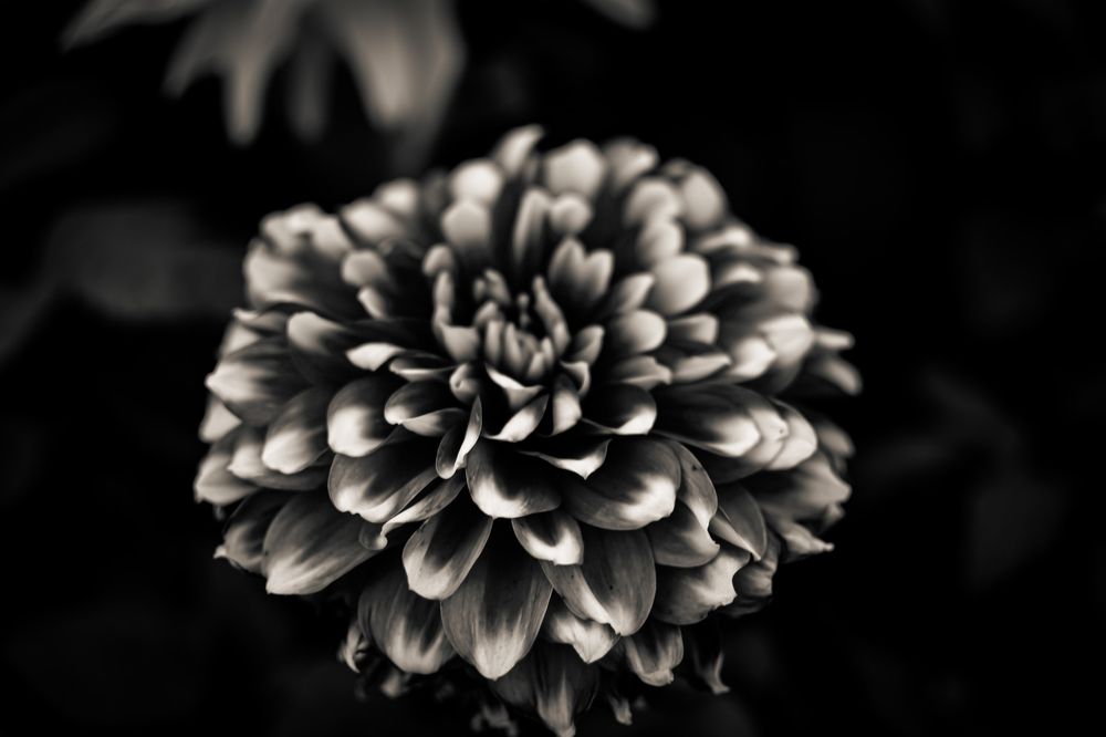 Photograph by Dhruv Jain