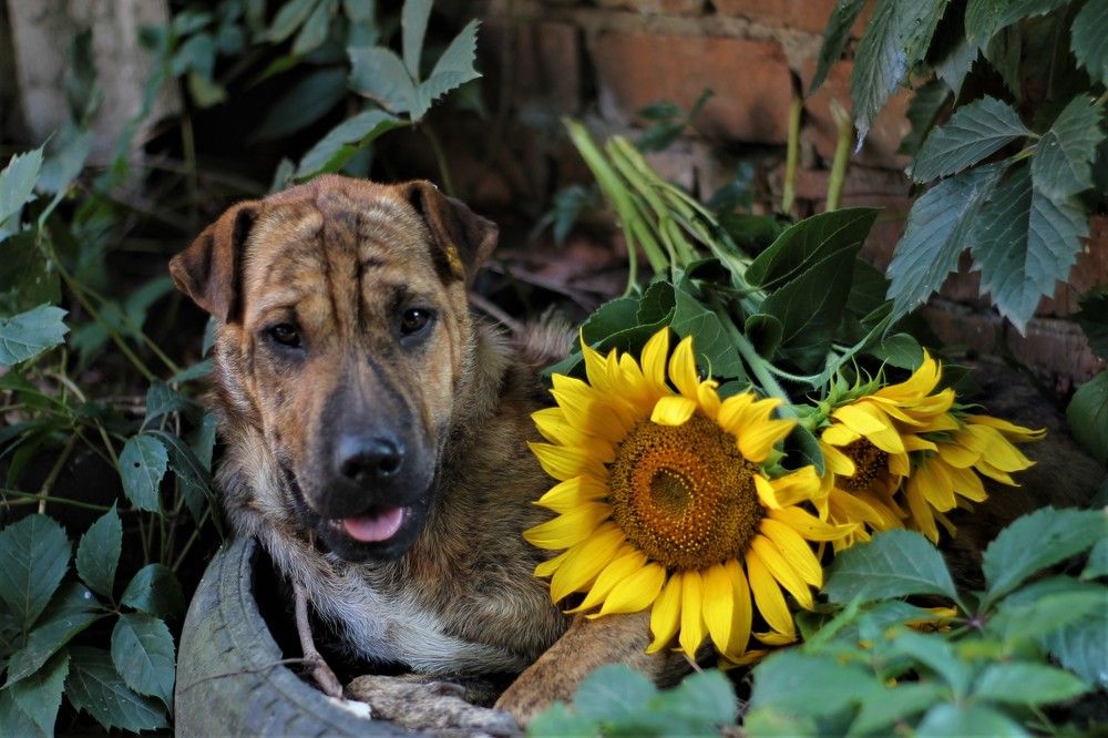 Фотография автора Таня Долгушева