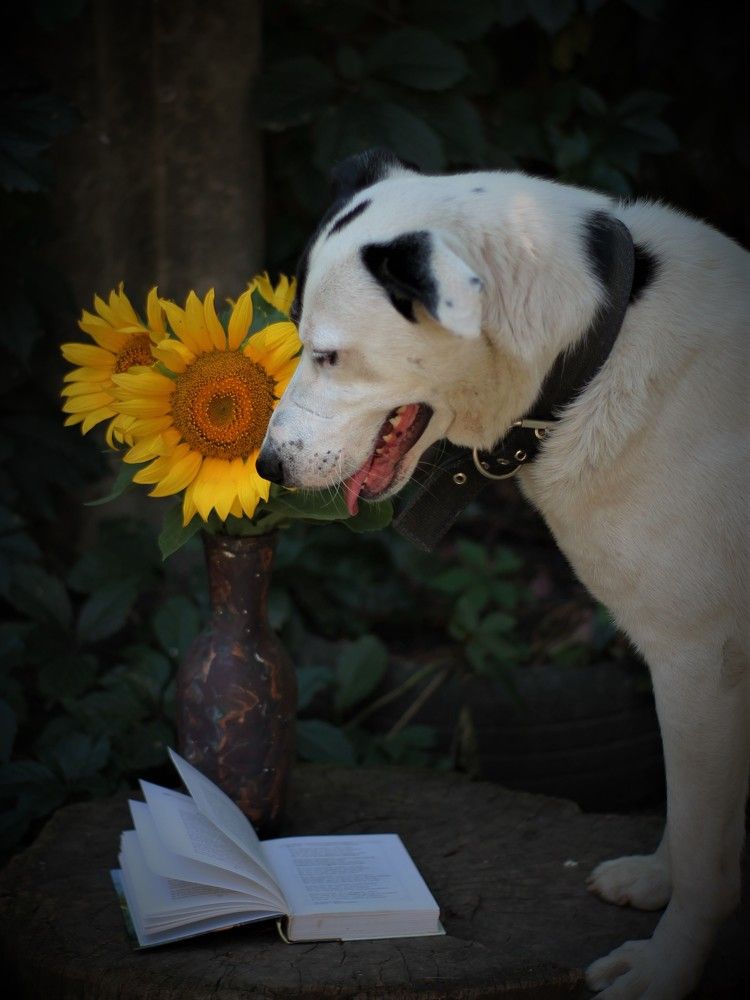 Фотография автора Таня Долгушева