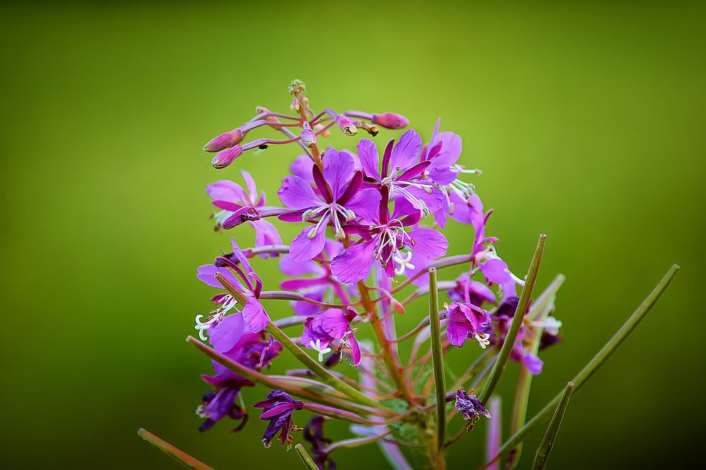 Photograph by Сергей Лисов