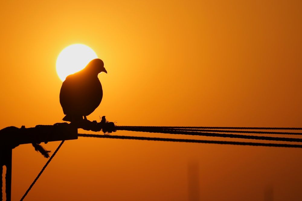 Photograph by Avijeet Sapui