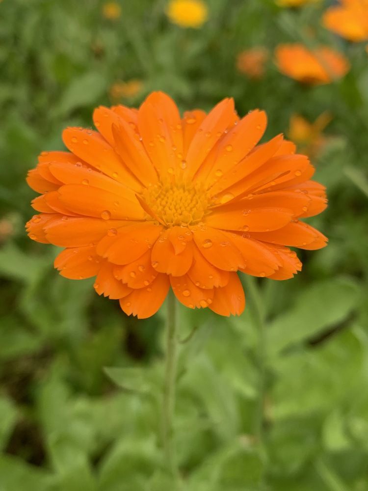 Photograph by Елена Смирнова