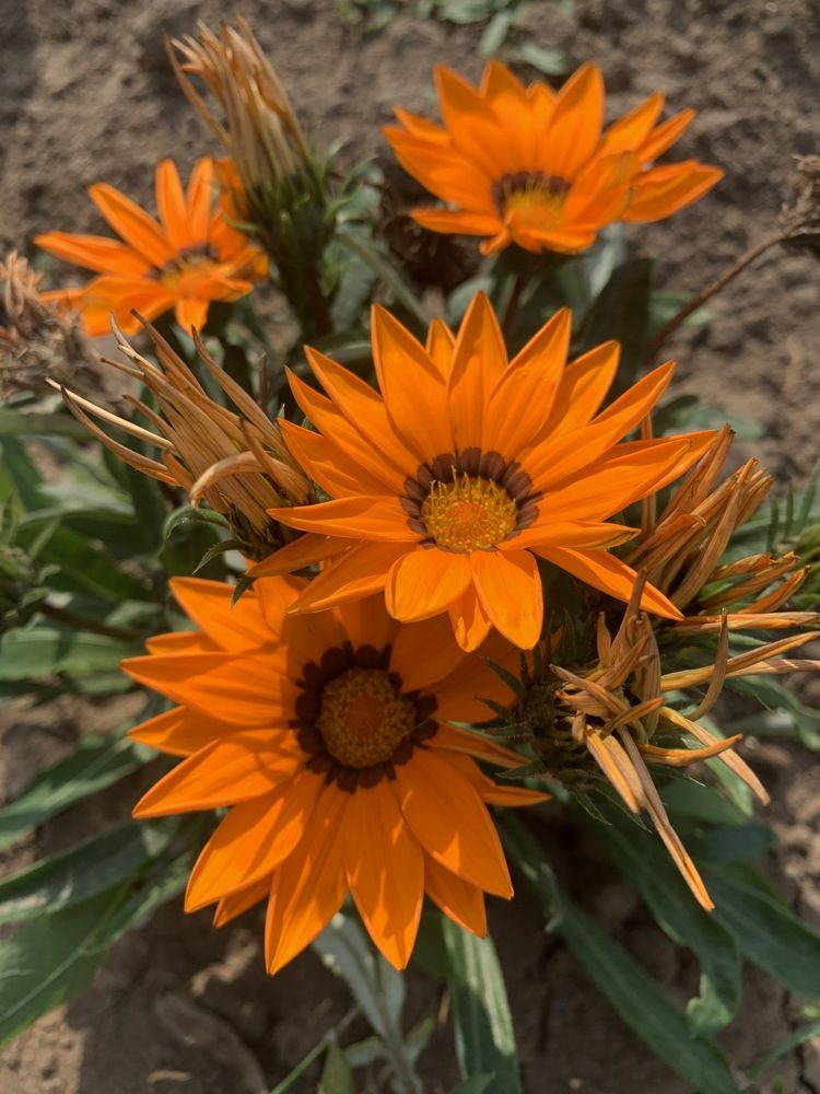 Огненная Газания