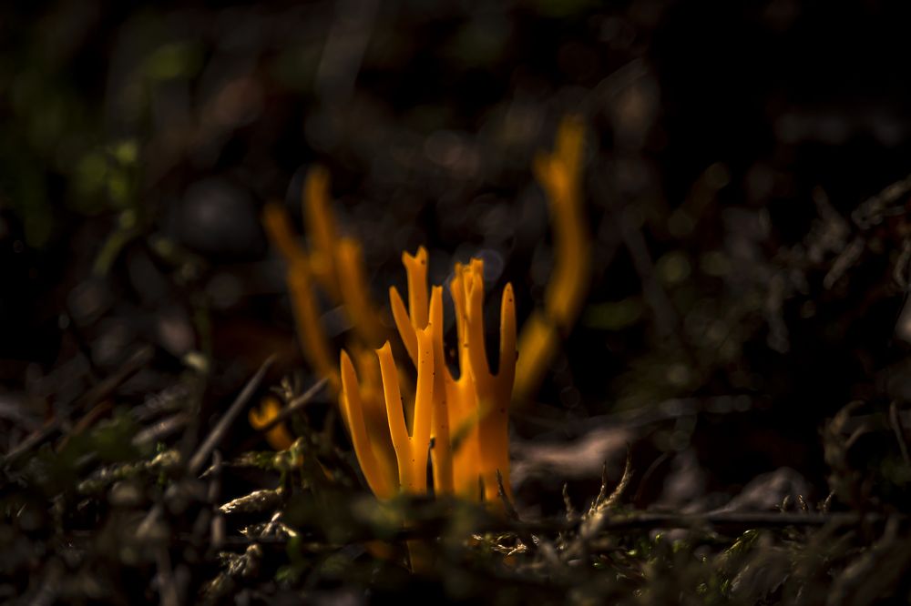 Лесной огонёк