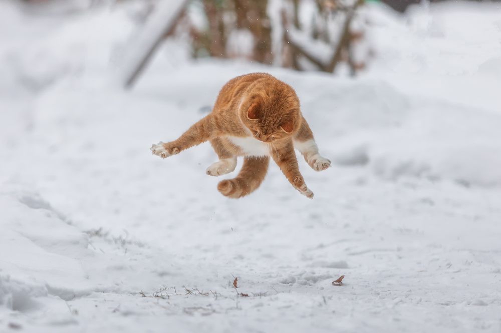 Фотография автора Александр Пашеничев