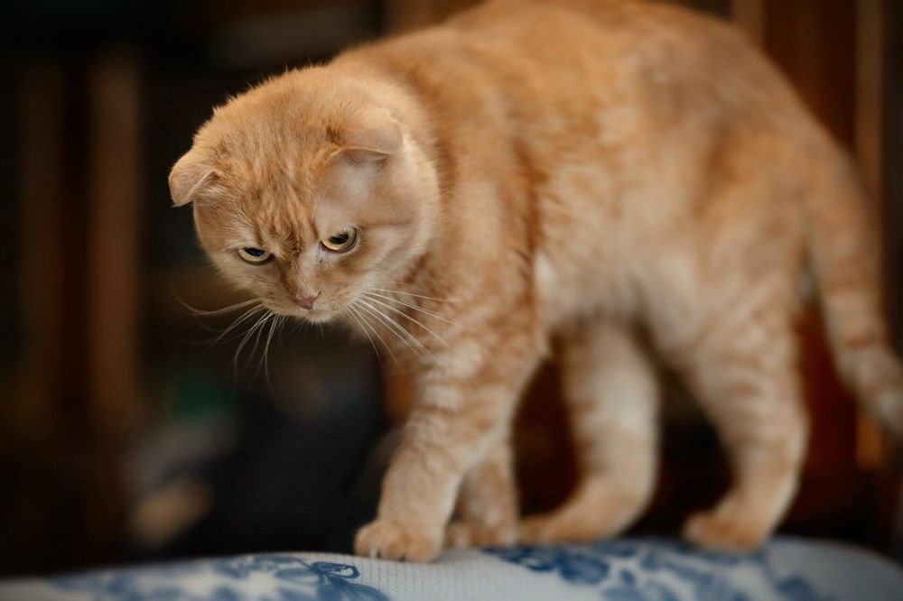 Photograph by Татьяна Бравая