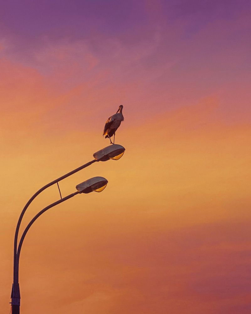 Страж заката