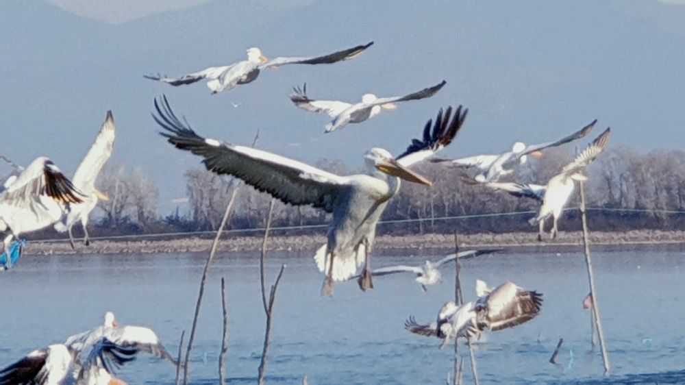 Photograph by Viktorova