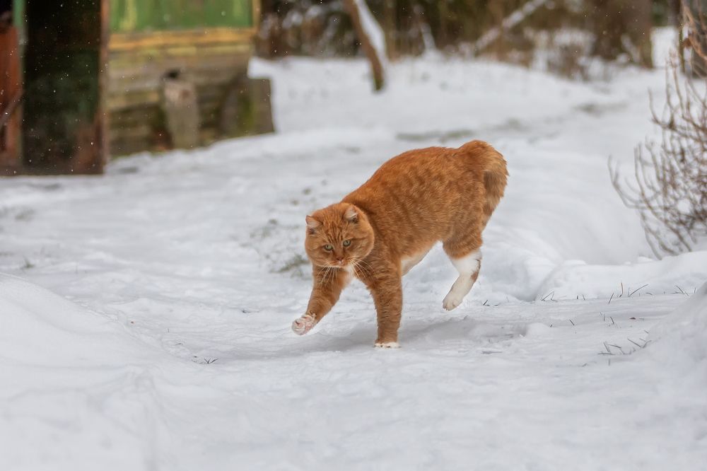 Фотография автора Александр Пашеничев