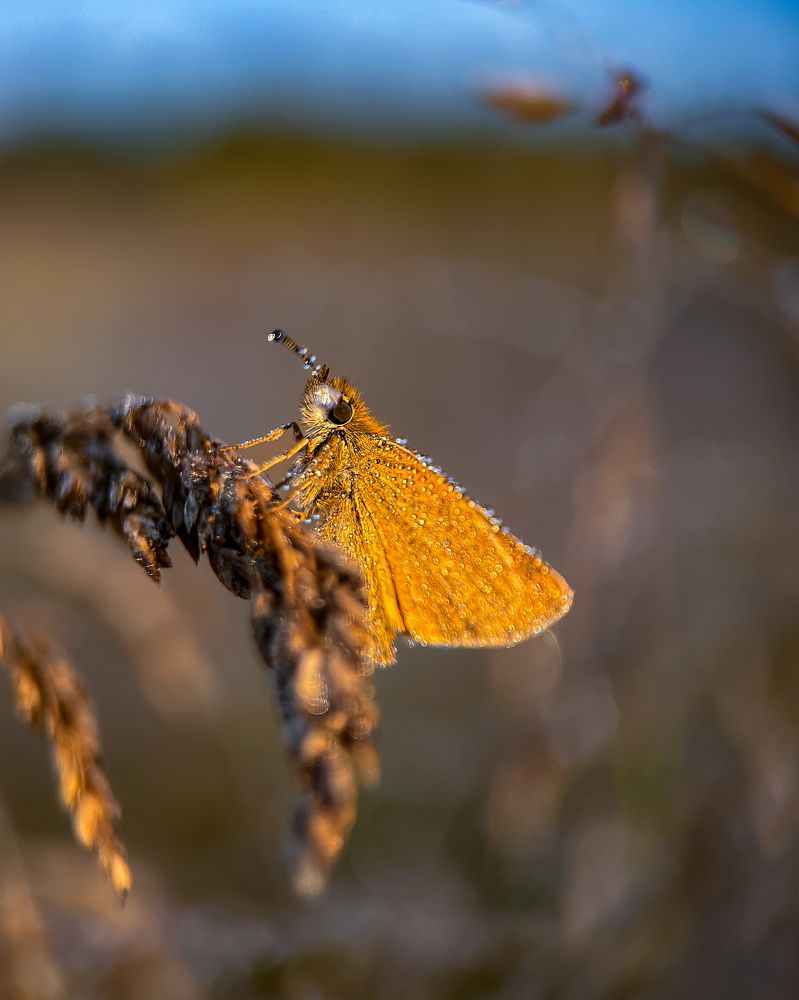 Photograph by Tatiana Grinko