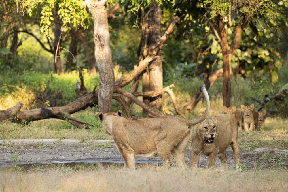 Photograph by Karim Kadiwar