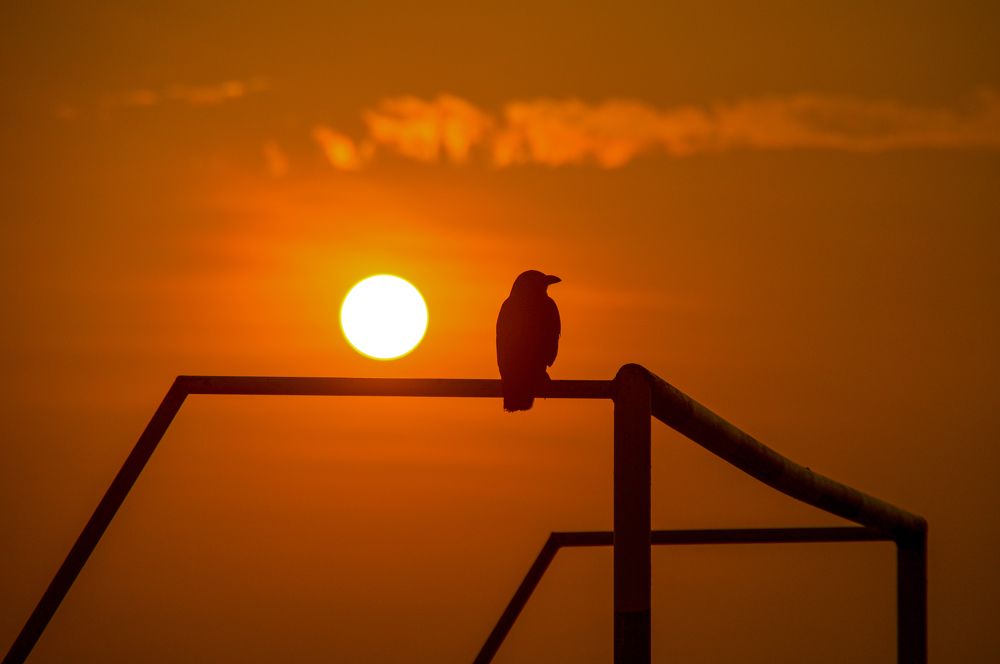 Фотография автора Shibnu