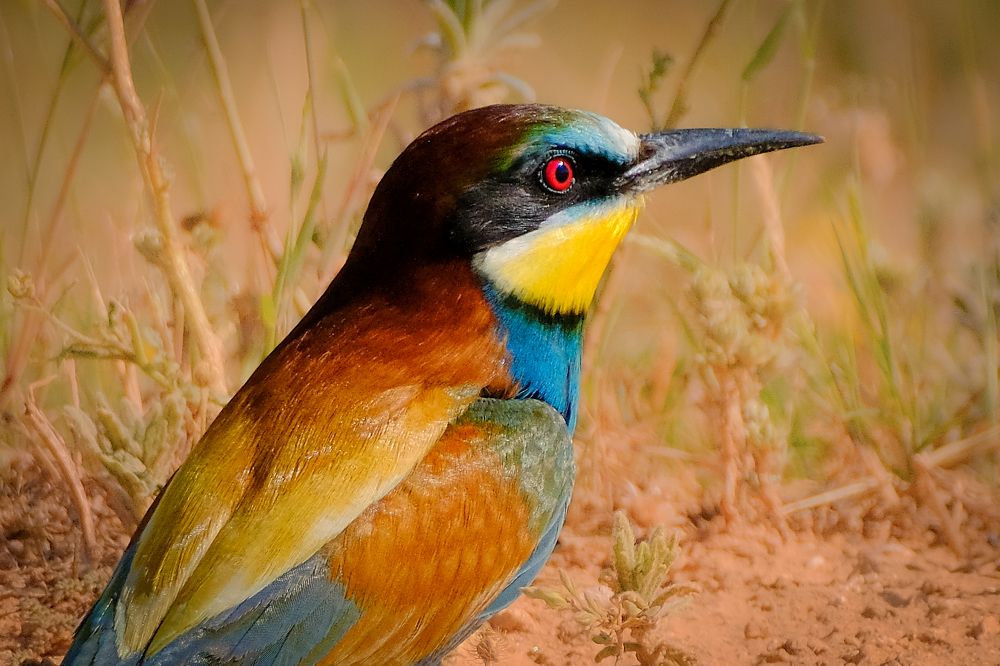 Photograph by Manuel Iglesias