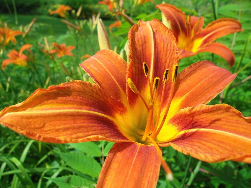 Photograph by Olga Vatkova