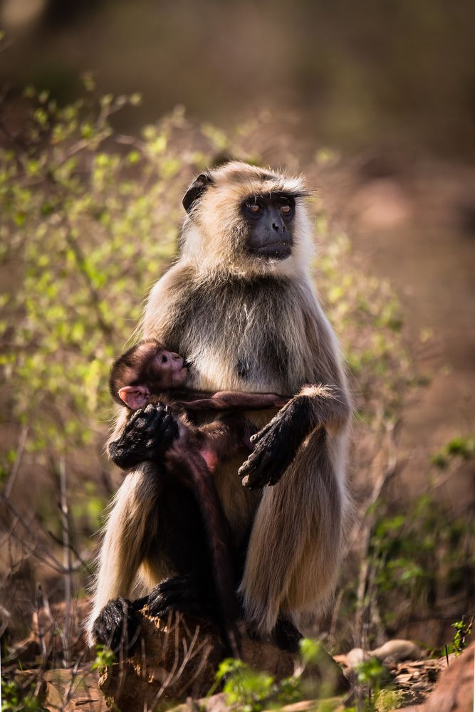 Photograph by Swapan Banik