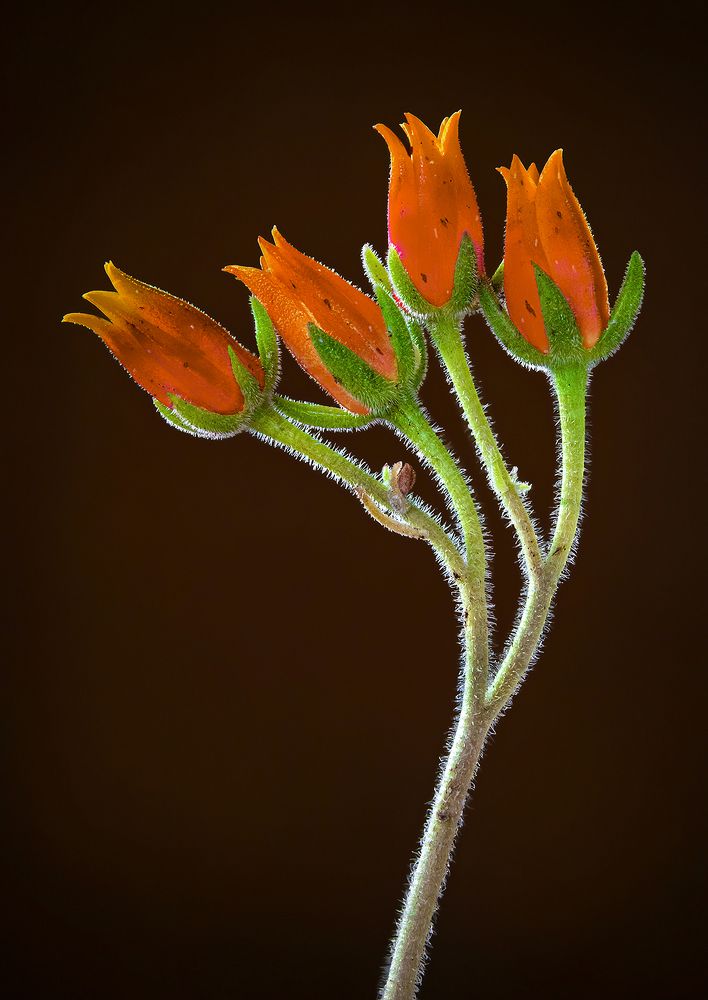 Photograph by Mario Fiorucci