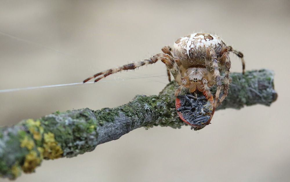 Photograph by Игорь Осипов