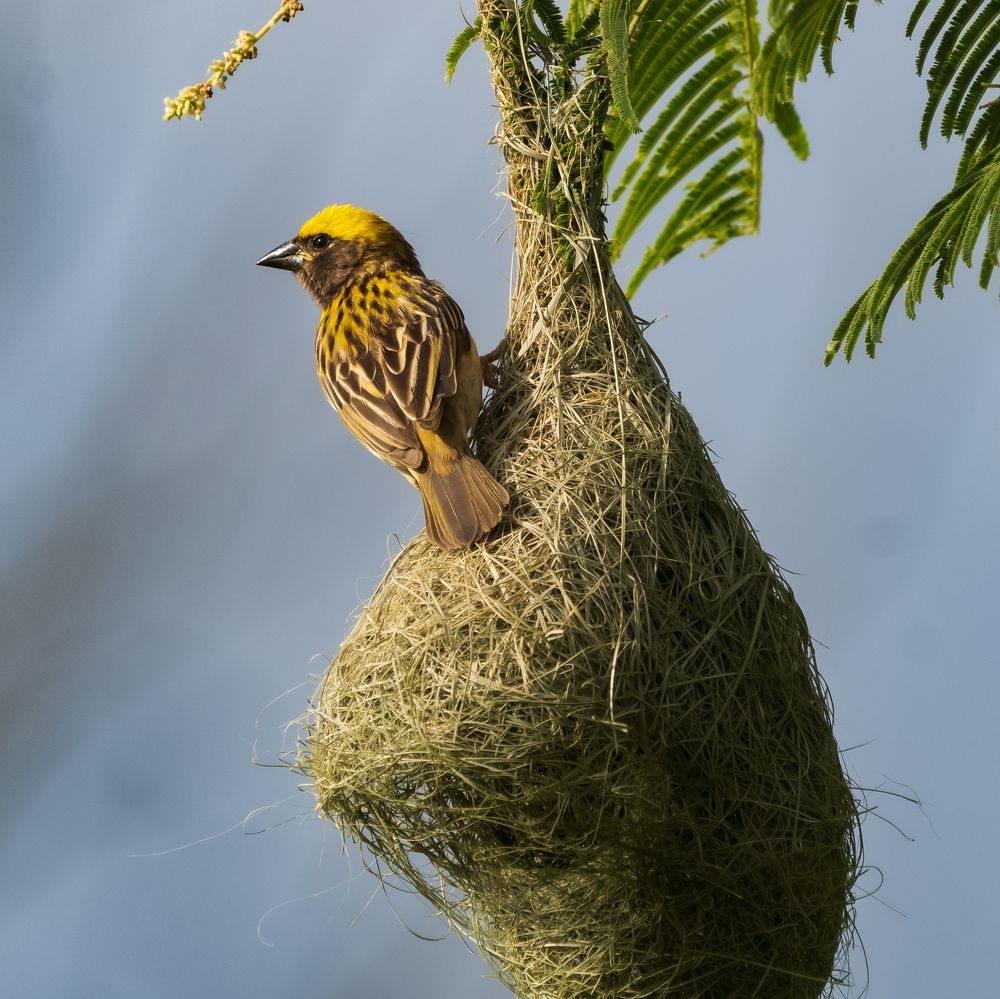 Baya weaver guarding its nest